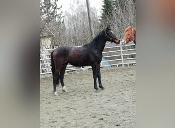 Niemiecki koń sportowy, Ogier, 2 lat, 170 cm, Gniada