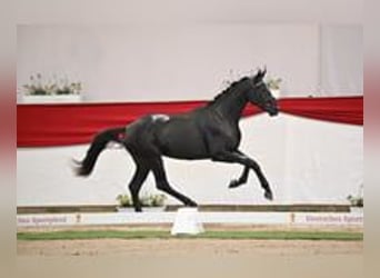 Niemiecki koń sportowy, Ogier, 2 lat, 170 cm, Kara