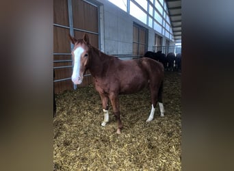 Niemiecki koń sportowy, Ogier, 2 lat, Kasztanowata