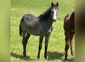 Niemiecki koń sportowy, Ogier, 2 lat, Siwa