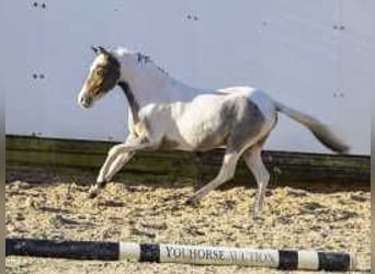 Niemiecki koń sportowy, Ogier, 3 lat, 120 cm, Siwa