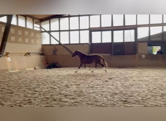 Niemiecki koń sportowy, Ogier, 3 lat, 160 cm, Kasztanowata