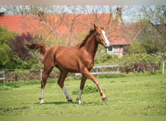 Niemiecki koń sportowy, Ogier, 3 lat, 162 cm, Kasztanowata