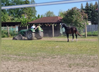 Niemiecki koń sportowy, Ogier, 3 lat, 165 cm, Ciemnogniada