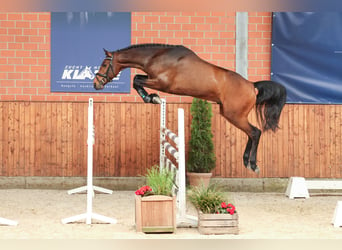 Niemiecki koń sportowy, Ogier, 3 lat, 166 cm, Ciemnogniada