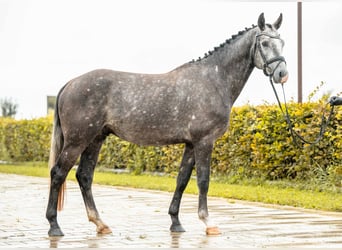 Niemiecki koń sportowy, Ogier, 3 lat, 166 cm, Szampańska