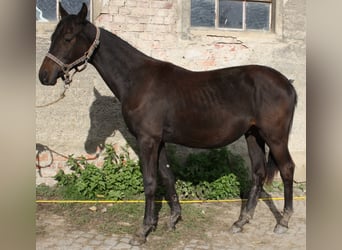 Niemiecki koń sportowy, Ogier, 3 lat, 167 cm, Gniada