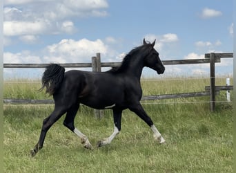 Niemiecki koń sportowy, Ogier, 3 lat, 167 cm, Kara