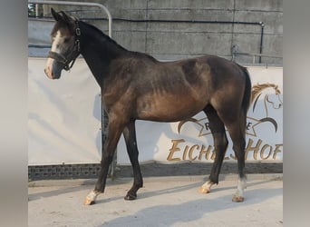 Niemiecki koń sportowy, Ogier, 3 lat, 167 cm, Siwa