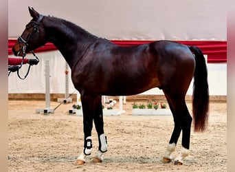 Niemiecki koń sportowy, Ogier, 3 lat, 167 cm, Skarogniada