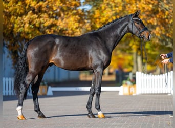 Niemiecki koń sportowy, Ogier, 3 lat, 167 cm, Skarogniada
