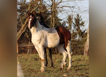 Niemiecki koń sportowy, Ogier, 3 lat, 167 cm, Srokata