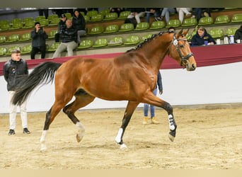 Niemiecki koń sportowy, Ogier, 3 lat, 168 cm, Gniada
