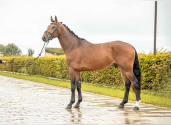 Niemiecki koń sportowy, Ogier, 3 lat, 169 cm, Gniada