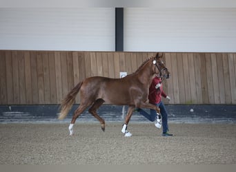 Niemiecki koń sportowy, Ogier, 3 lat, 169 cm, Kasztanowata