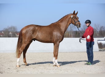 Niemiecki koń sportowy, Ogier, 3 lat, 169 cm, Kasztanowata