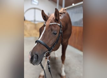 Niemiecki koń sportowy, Ogier, 3 lat, 170 cm, Kasztanowata