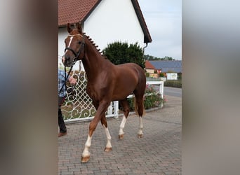 Niemiecki koń sportowy, Ogier, 3 lat, 170 cm, Kasztanowata