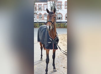 Niemiecki koń sportowy, Ogier, 3 lat, 170 cm