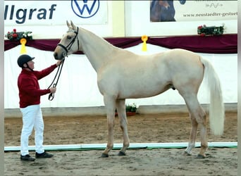 Niemiecki koń sportowy, Ogier, 3 lat, 172 cm, Izabelowata