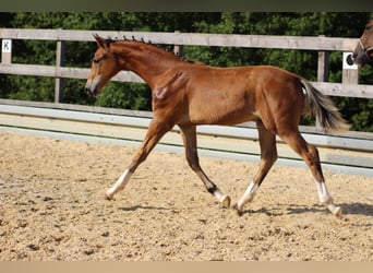 Niemiecki koń sportowy, Ogier, 3 lat, 173 cm, Gniada