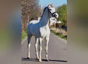 Niemiecki koń sportowy, Ogier, 3 lat, 173 cm, Siwa