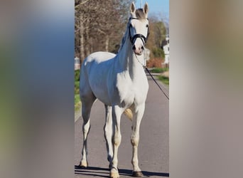 Niemiecki koń sportowy, Ogier, 3 lat, 173 cm, Siwa