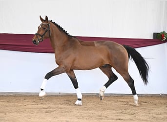 Niemiecki koń sportowy, Ogier, 3 lat, Gniada