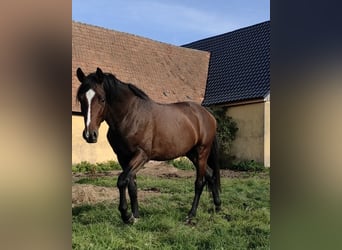 Niemiecki koń sportowy, Ogier, 4 lat, 163 cm, Gniada