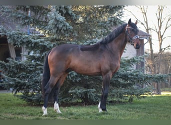 Niemiecki koń sportowy, Ogier, 4 lat, 166 cm, Gniada