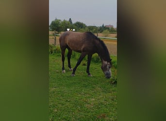 Niemiecki koń sportowy, Ogier, 4 lat, 166 cm, Może być siwy