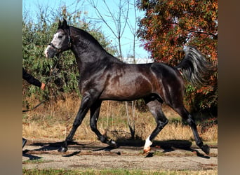 Niemiecki koń sportowy, Ogier, 4 lat, 167 cm, Bułana