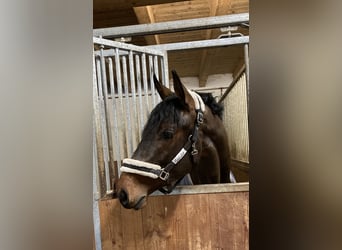 Niemiecki koń sportowy, Ogier, 4 lat, 168 cm, Gniada