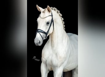 Niemiecki koń sportowy, Ogier, 4 lat, 169 cm, Siwa