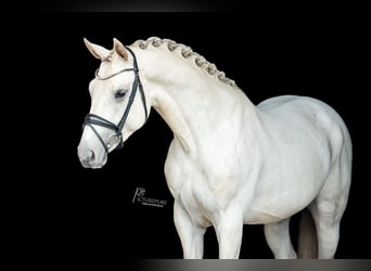 Niemiecki koń sportowy, Ogier, 4 lat, 169 cm, Siwa