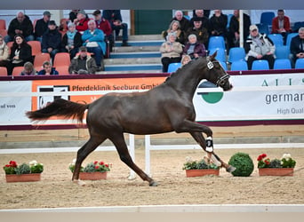 Niemiecki koń sportowy, Ogier, 4 lat, 170 cm, Ciemnokasztanowata