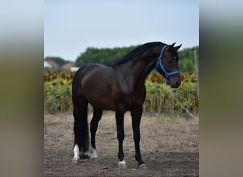 Niemiecki koń sportowy, Ogier, 4 lat, 170 cm, Gniada