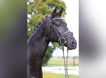 Niemiecki koń sportowy, Ogier, 4 lat, 170 cm, Kara