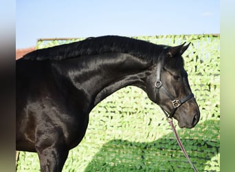 Niemiecki koń sportowy, Ogier, 4 lat, 170 cm, Kara