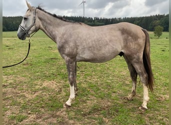 Niemiecki koń sportowy, Ogier, 4 lat, 170 cm, Siwa