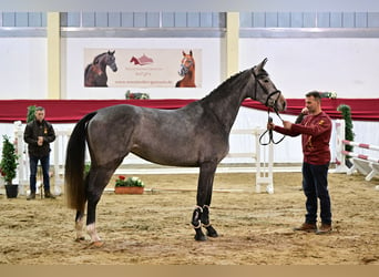 Niemiecki koń sportowy, Ogier, 4 lat, 174 cm, Siwa