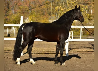 Niemiecki koń sportowy, Ogier, 5 lat, 165 cm, Gniada