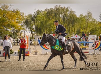Niemiecki koń sportowy, Ogier, 5 lat, 165 cm, Gniada