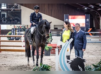 Niemiecki koń sportowy, Ogier, 5 lat, 165 cm, Gniada