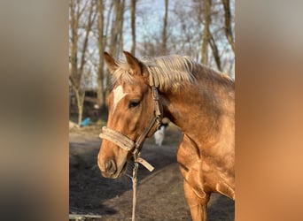 Niemiecki koń sportowy, Ogier, 5 lat, 170 cm, Izabelowata