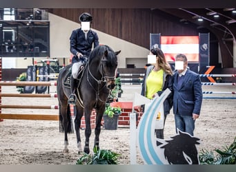 Niemiecki koń sportowy, Ogier, 6 lat, 163 cm, Gniada