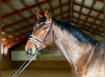 Niemiecki koń sportowy, Ogier, 6 lat, 167 cm, Gniada