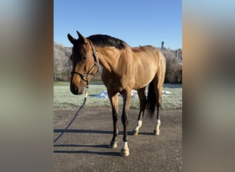 Niemiecki koń sportowy, Ogier, 6 lat, 168 cm, Gniada