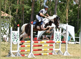 Niemiecki koń sportowy, Ogier, 7 lat, 165 cm, Srokata