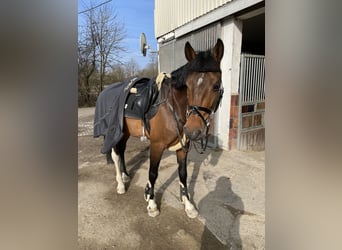 Niemiecki koń sportowy, Ogier, 9 lat, 170 cm, Gniada